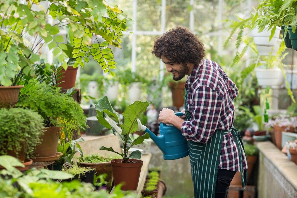 Man watering his plants in the greenhouse