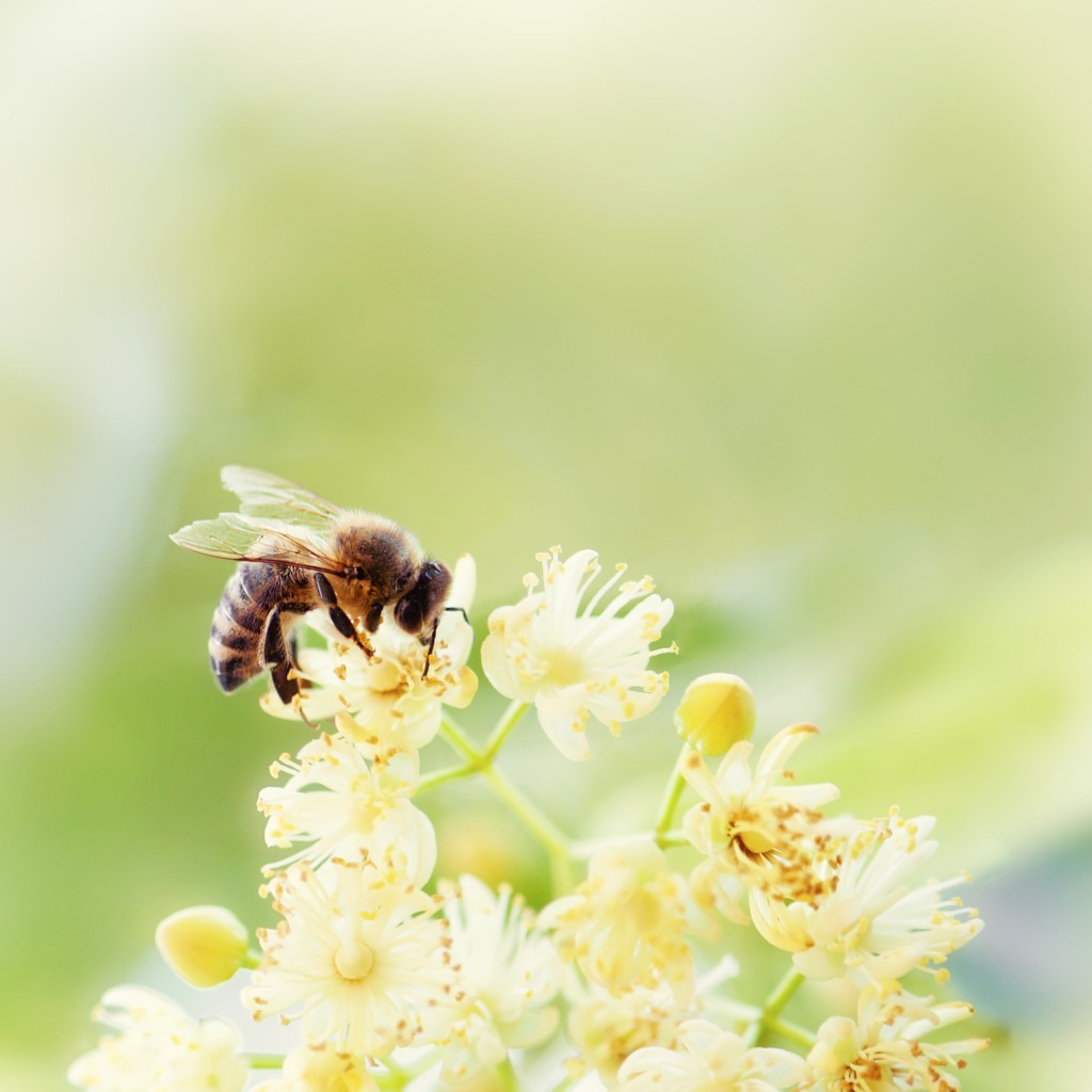 bee on the flower