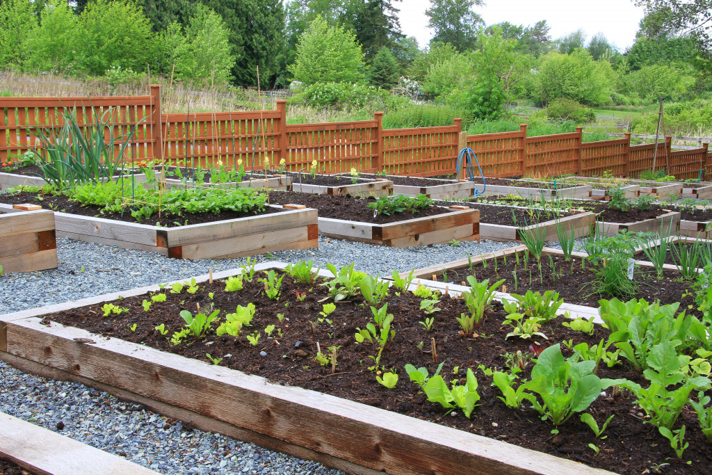 Vegetable garden