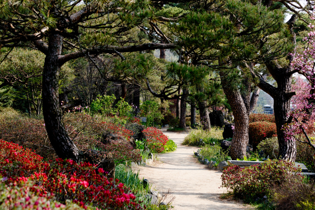 trees in a park