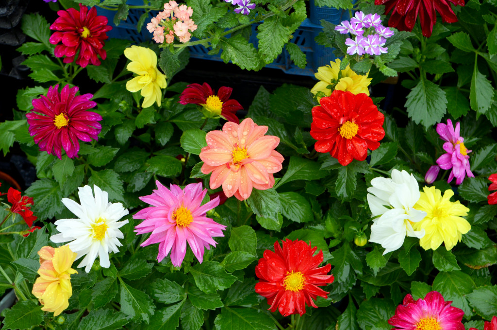 Flowers in a garden